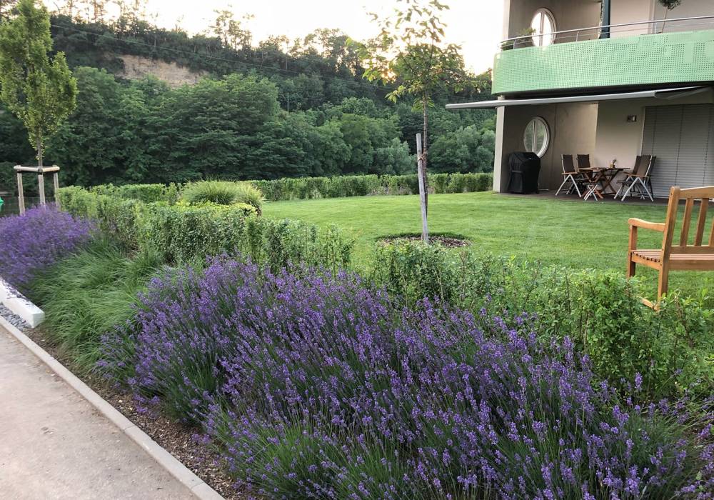 Gartengestaltung, Rollrasen, Pflanzen