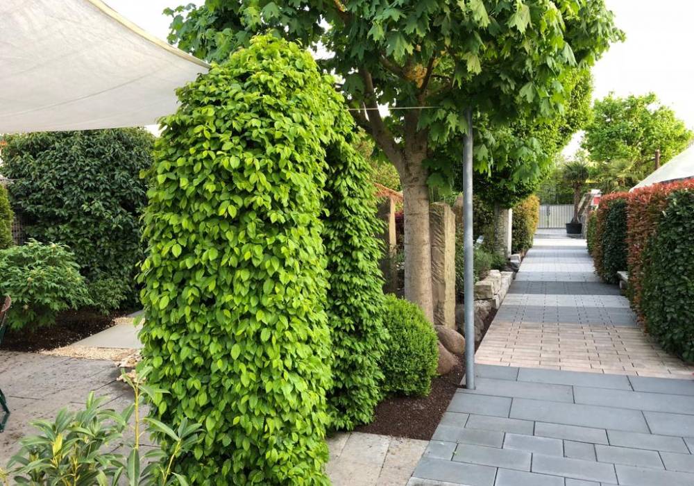 Außenanlage Schaugarten